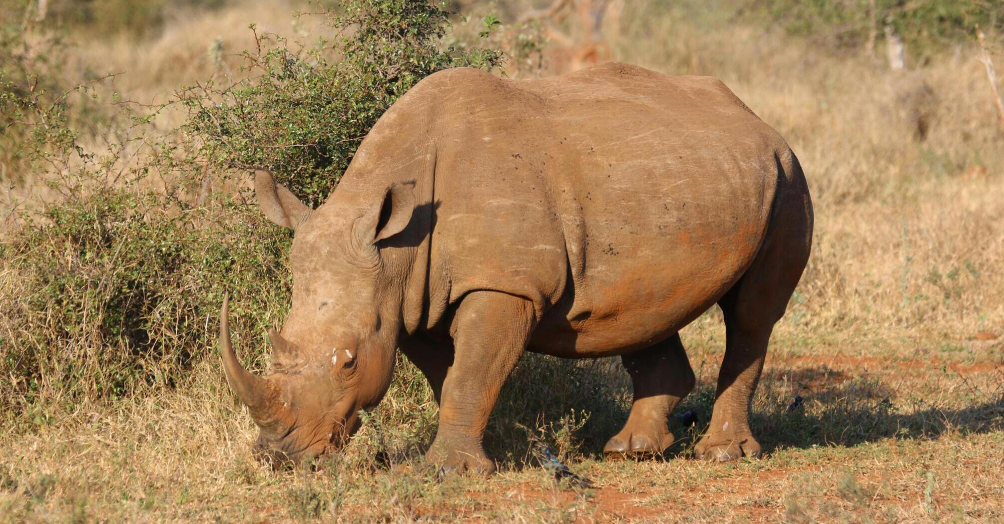 Deadly rhino incident: animal kills zookeeper
