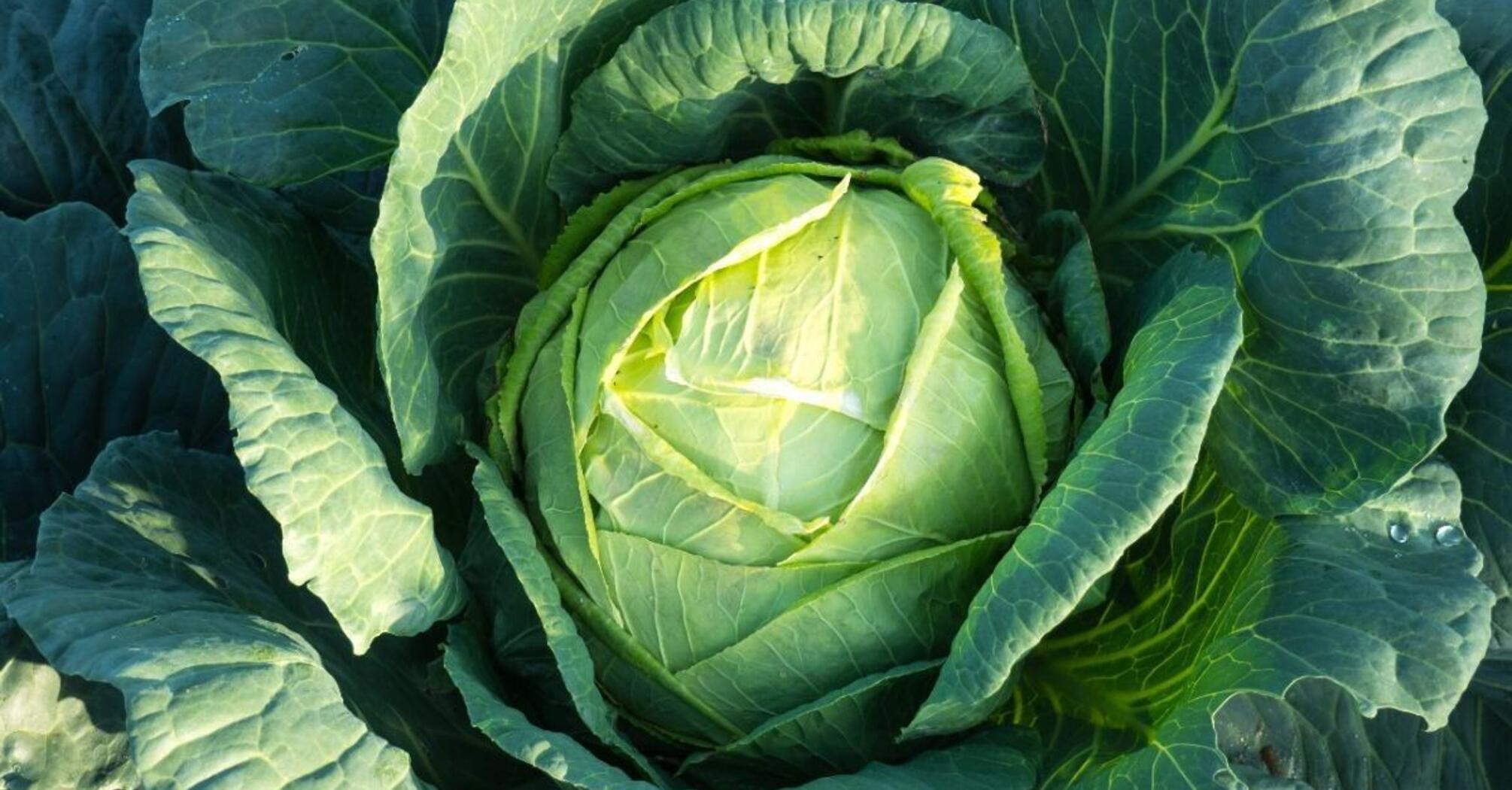 How to harvest a bountiful cabbage crop