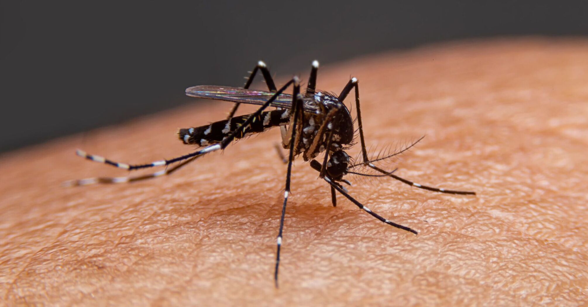 4 myths about mosquitoes