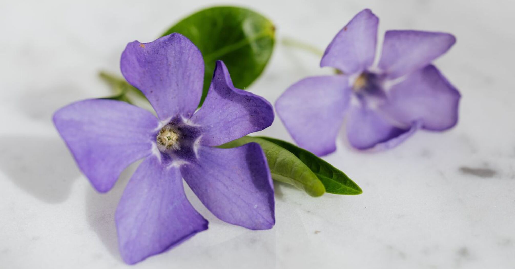 Superstitions associated with violets