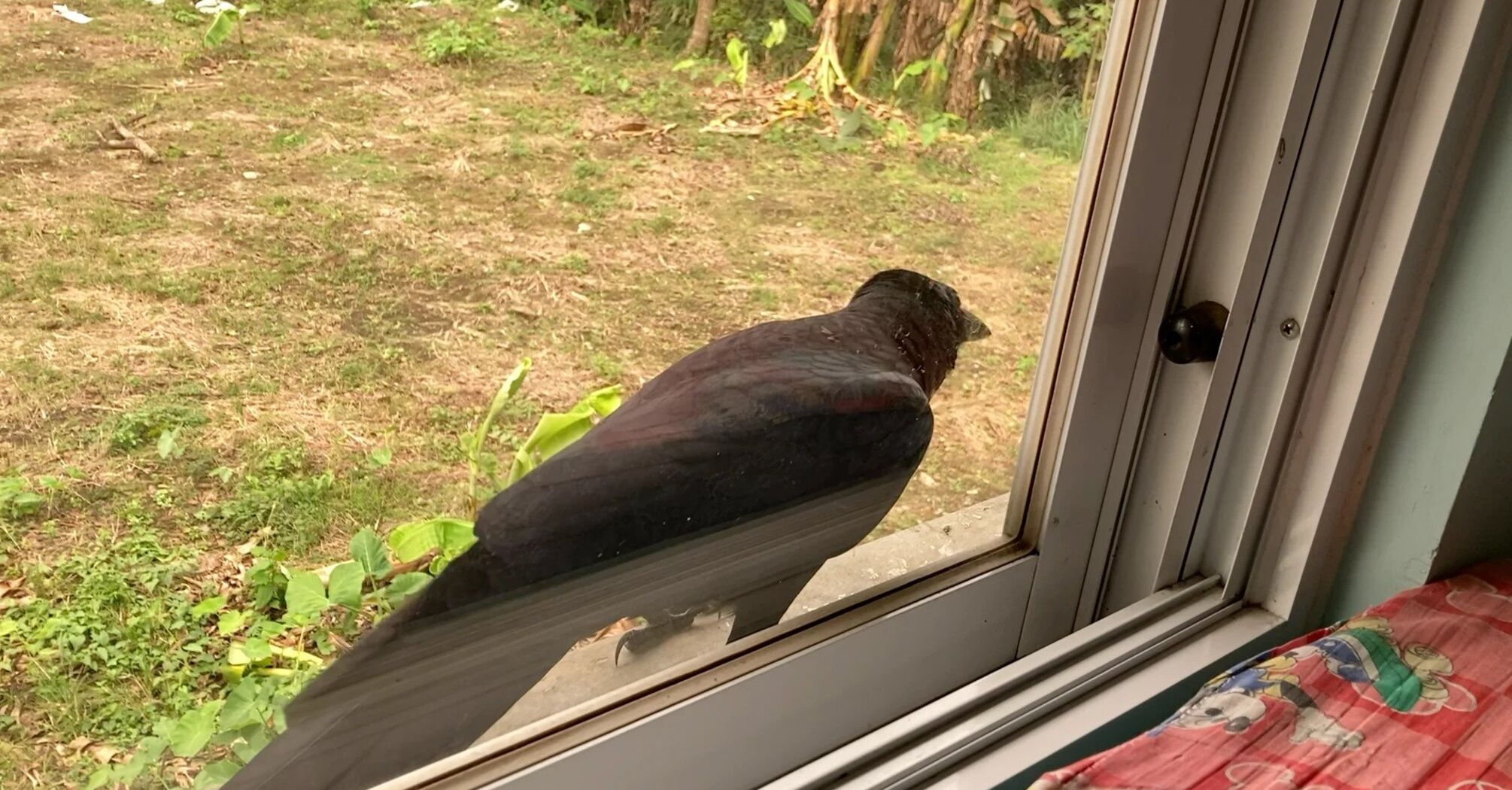What does it mean when a crow sits on your windowsill