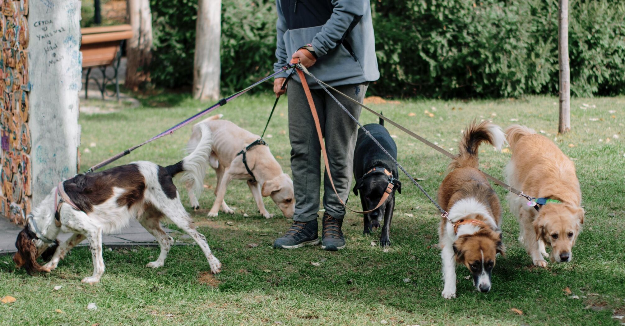 Why dogs love parks and how it affects owners?