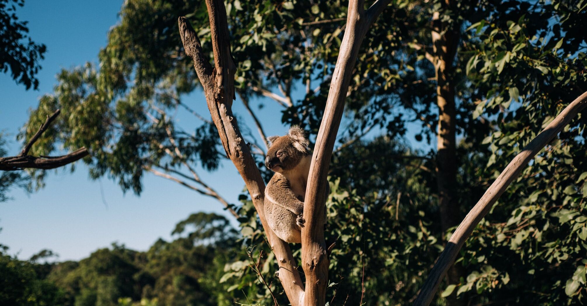 5 interesting facts about koalas