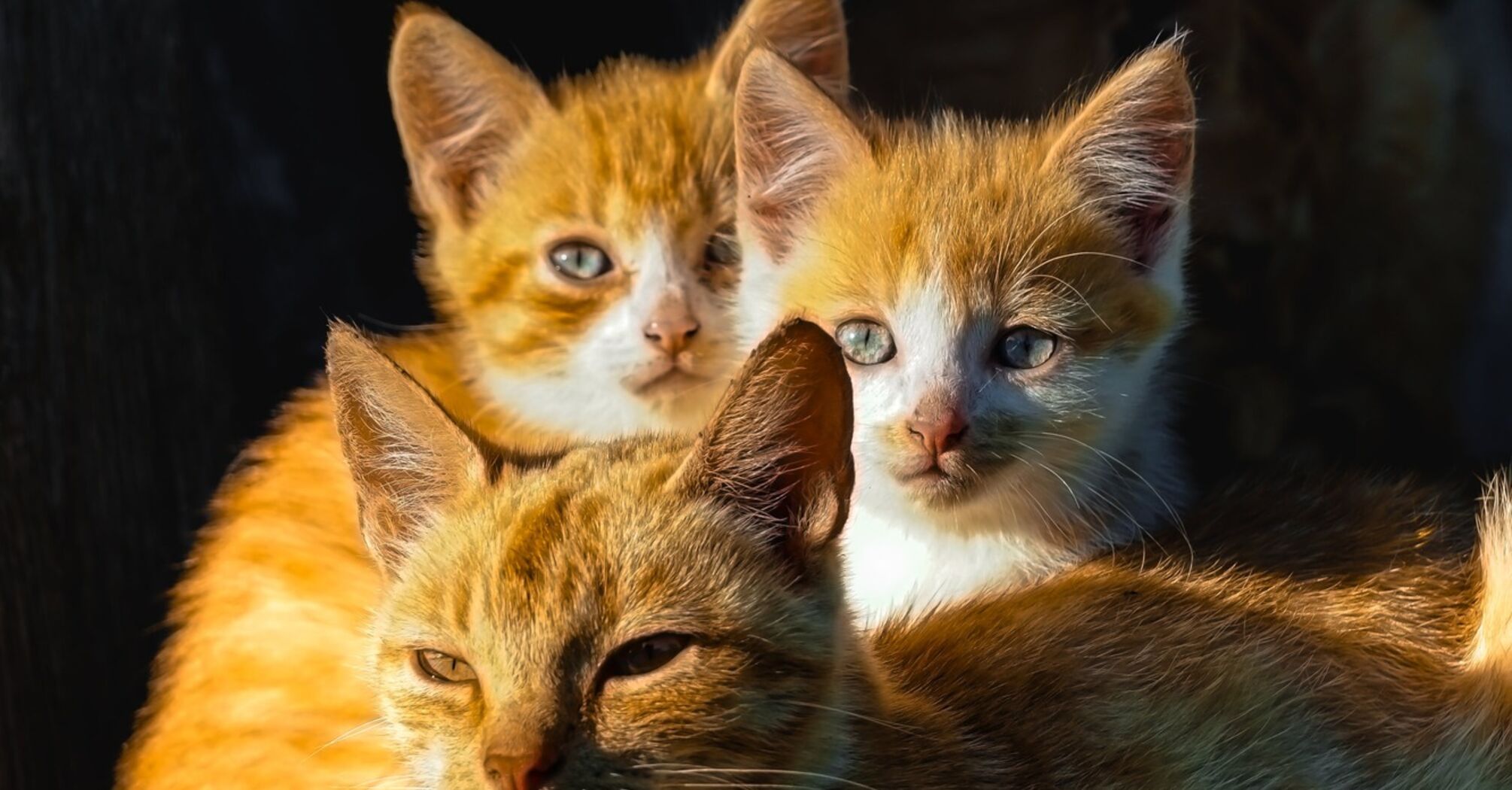 How the mystical power of ginger cats affects humans"