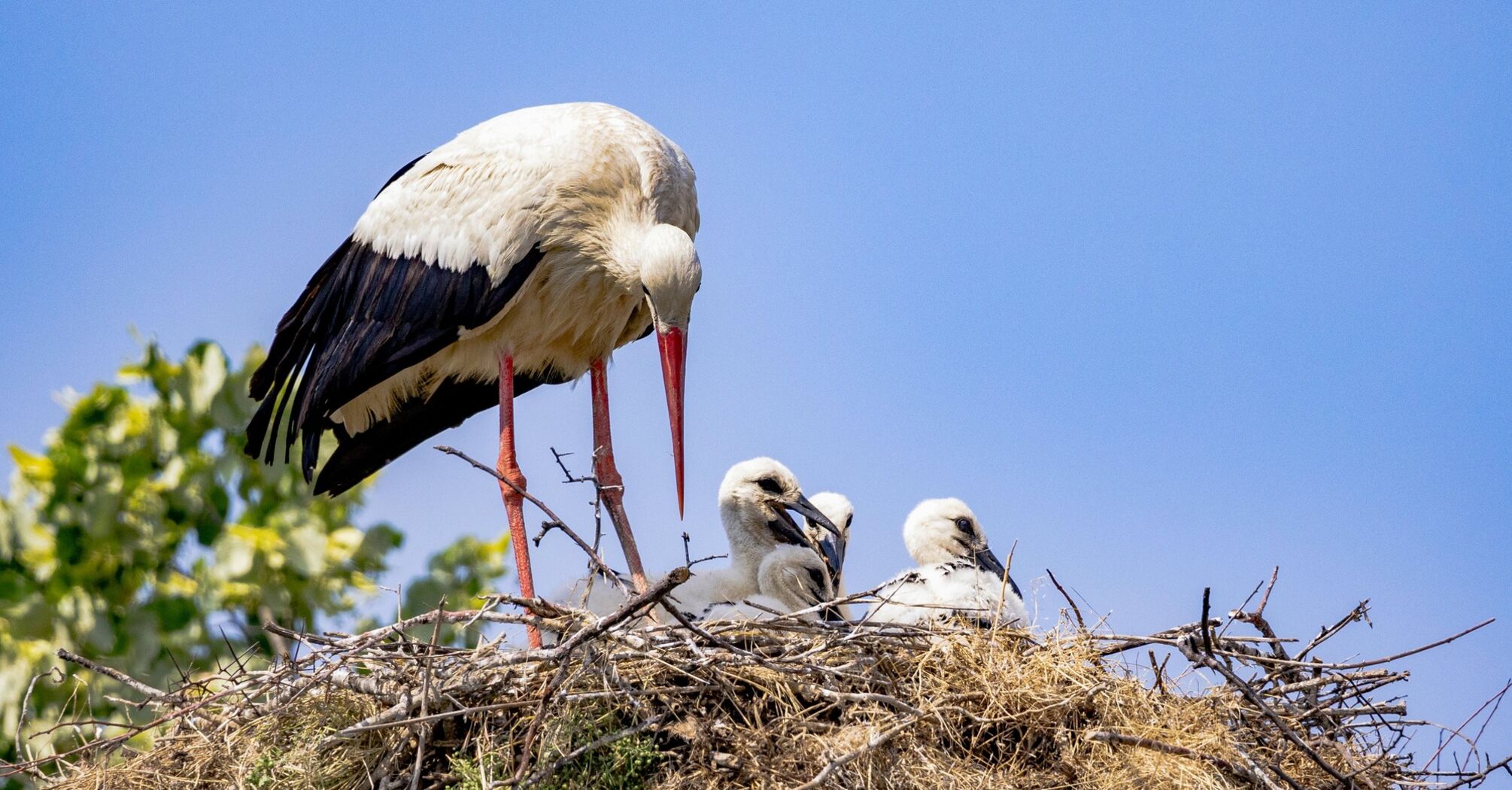 How to interpret storks presence in the yard?