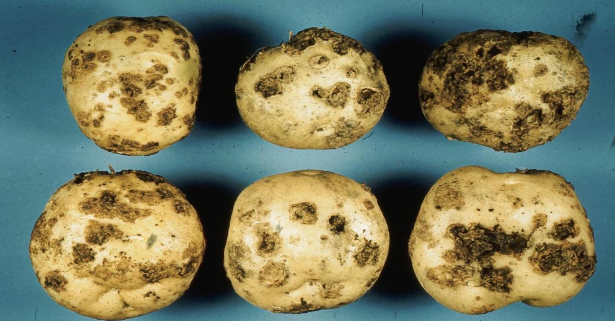 Causes of potato scub and effective ways to combat the disease