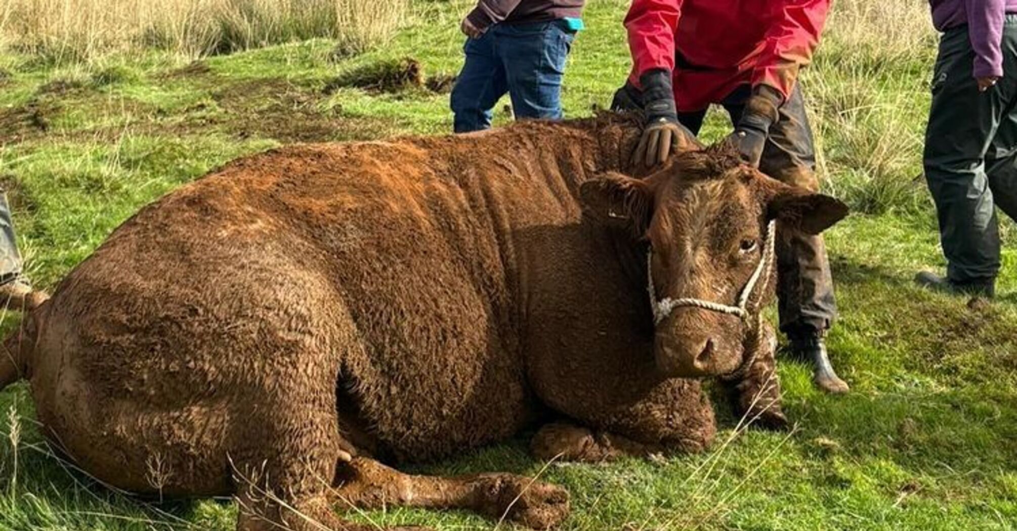 Bull Rescued from Sinkhole on English Farm