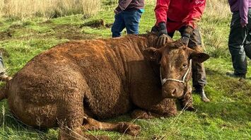 Bull Rescued from Sinkhole on English Farm