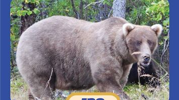 Grazer Secures Back-to-Back Victory in Fat Bear Week