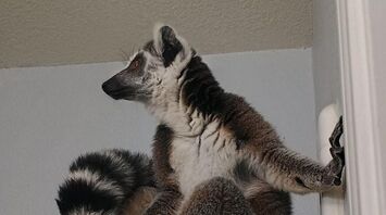 Mystery Lemur Found Wandering Loose in Houston Park
