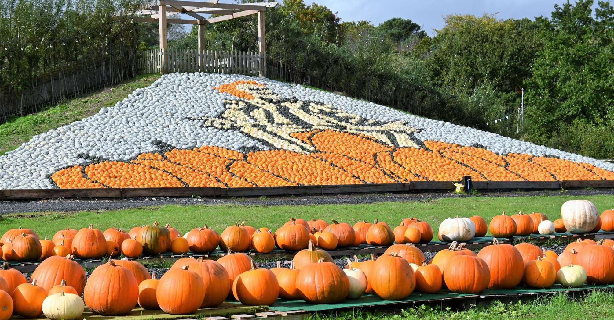 The latest pumpkin display, Beetlejuice, at Sunnyfields Farm in Totton 