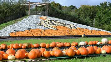 The latest pumpkin display, Beetlejuice, at Sunnyfields Farm in Totton