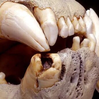 The lions’ teeth