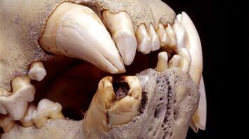 The lions’ teeth