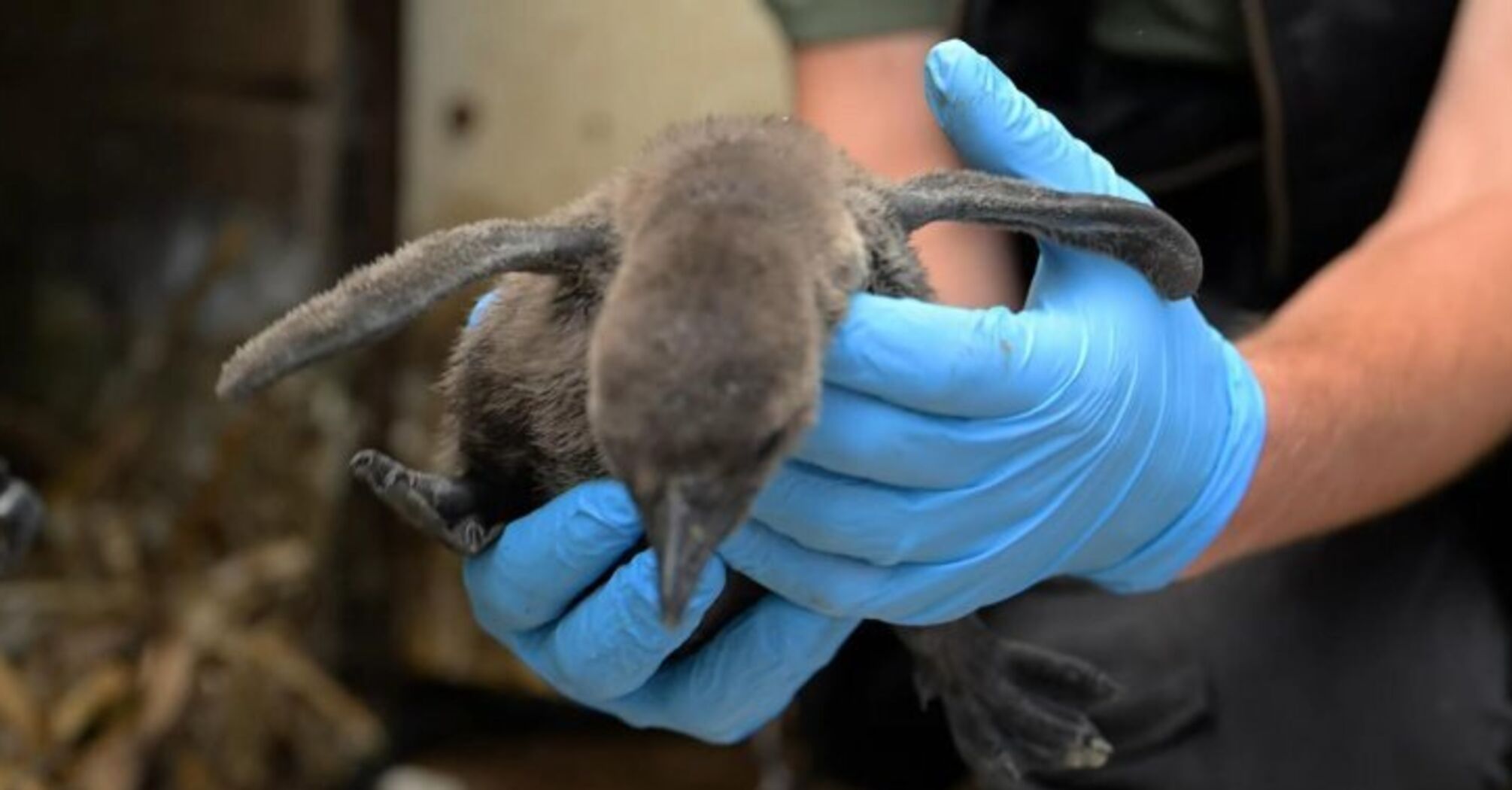 British Zoo Celebrates Hatching of Endangered African Penguin Chicks