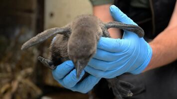 British Zoo Celebrates Hatching of Endangered African Penguin Chicks
