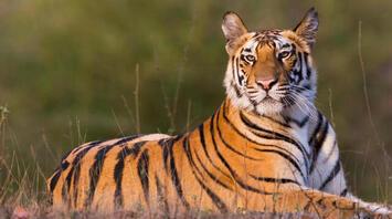 The Symbolism and Meanings Behind Dreams About Tigers