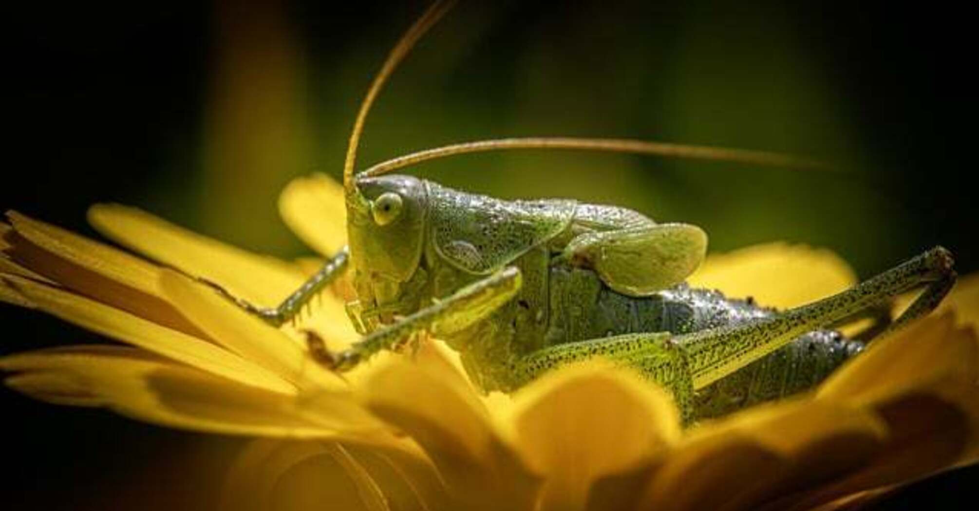 Symbolism and meaning of crickets