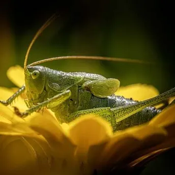 Symbolism and meaning of crickets