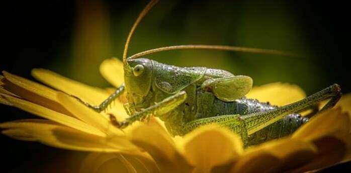 Symbolism and meaning of crickets