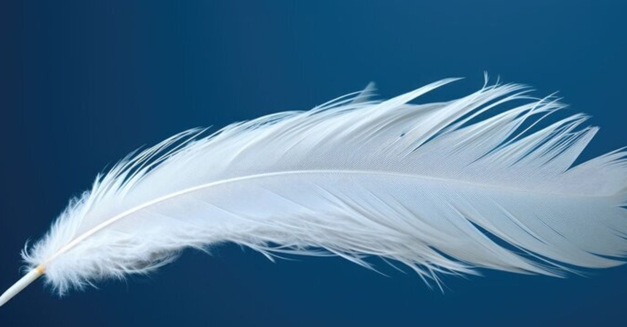 What Do White Feathers Symbolize?