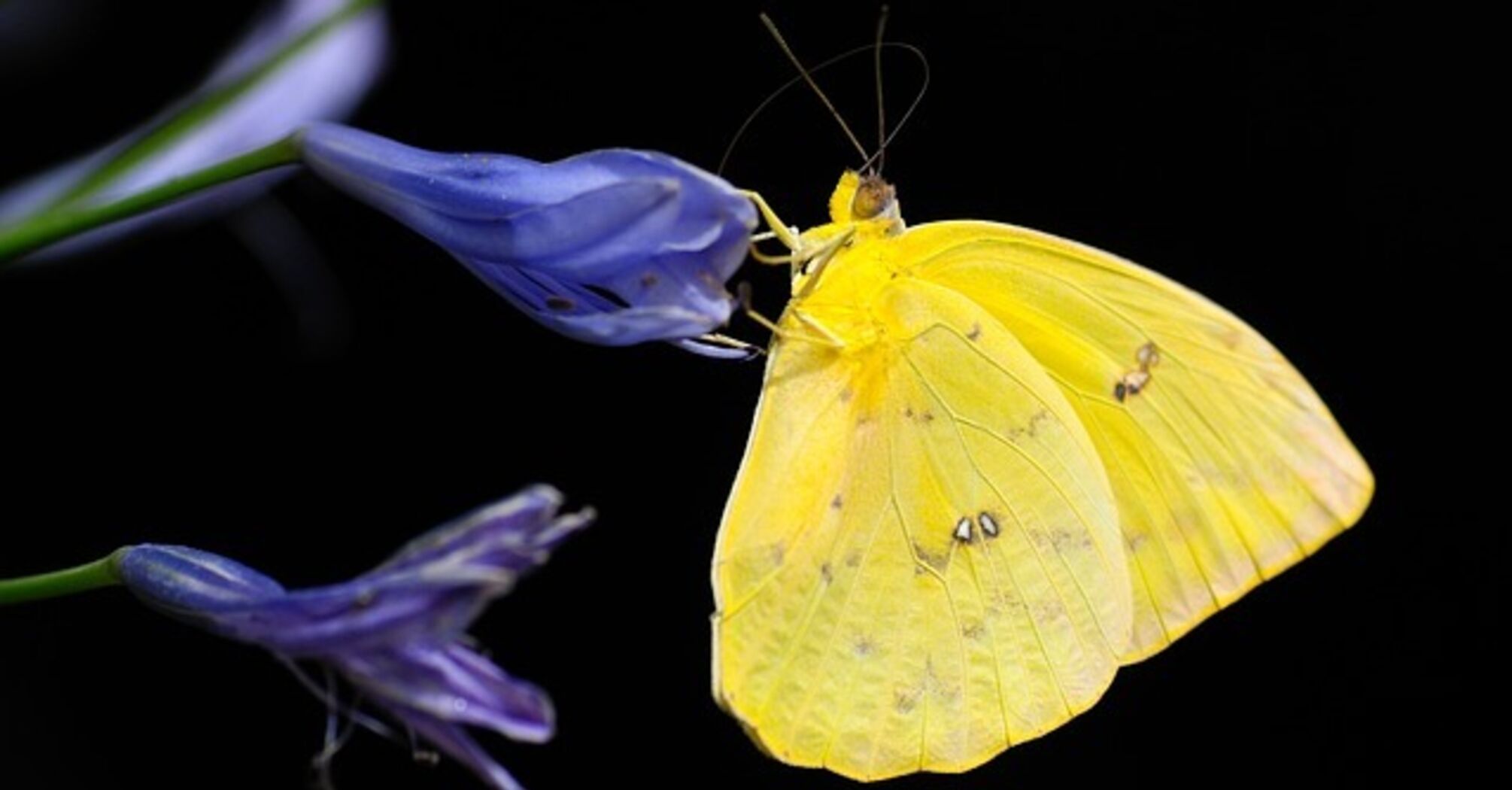 The spiritual significance of the yellow butterfly