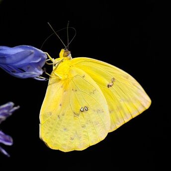 The spiritual significance of the yellow butterfly