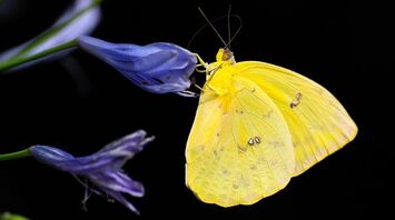 The spiritual significance of the yellow butterfly