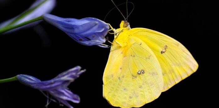 The spiritual significance of the yellow butterfly