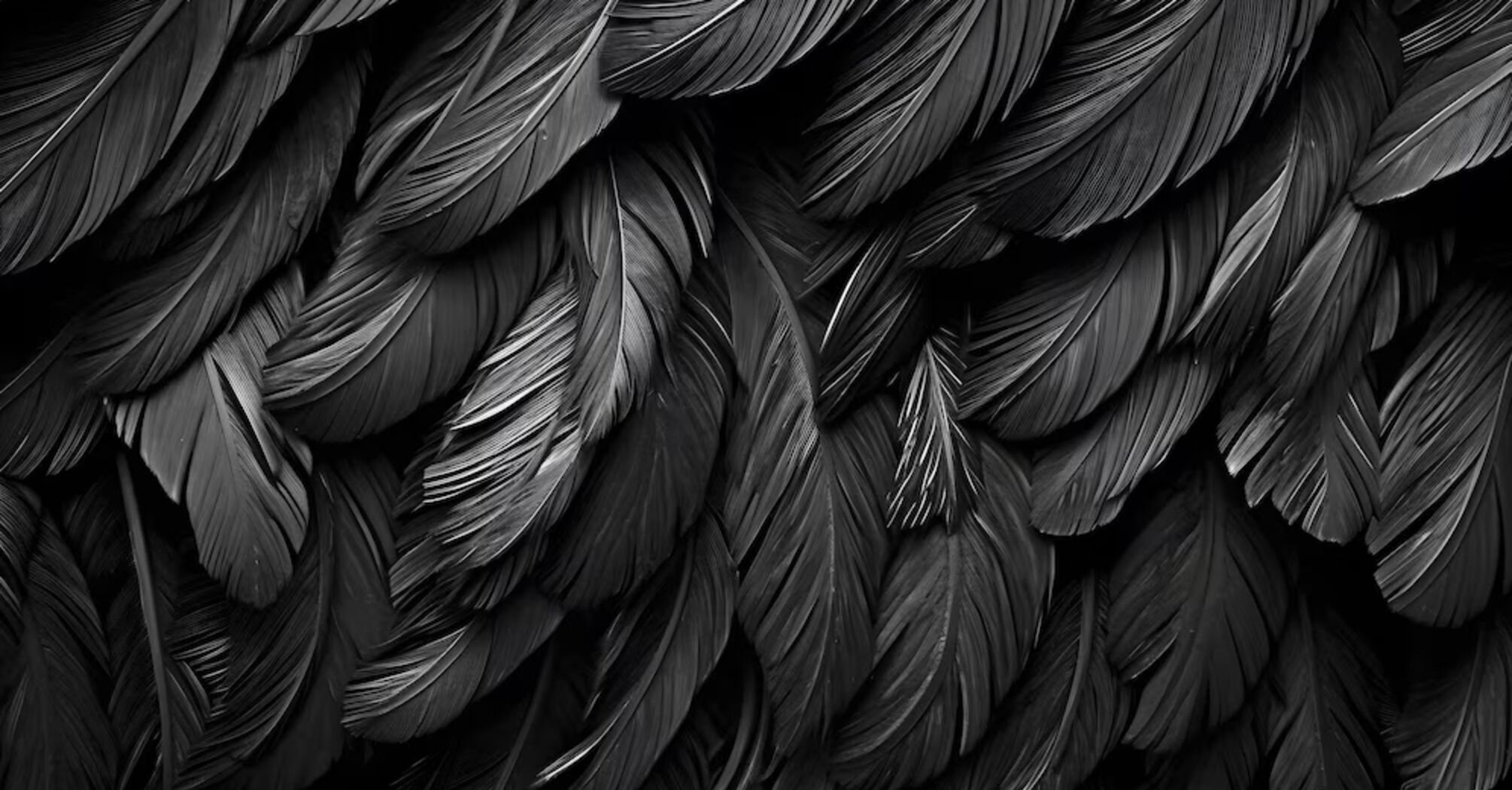 Black feather