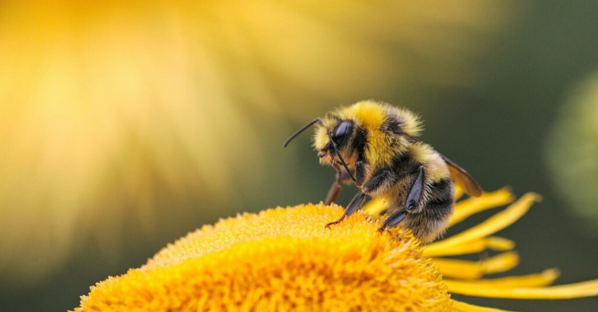 The Spiritual Meaning of Dreaming of Bees