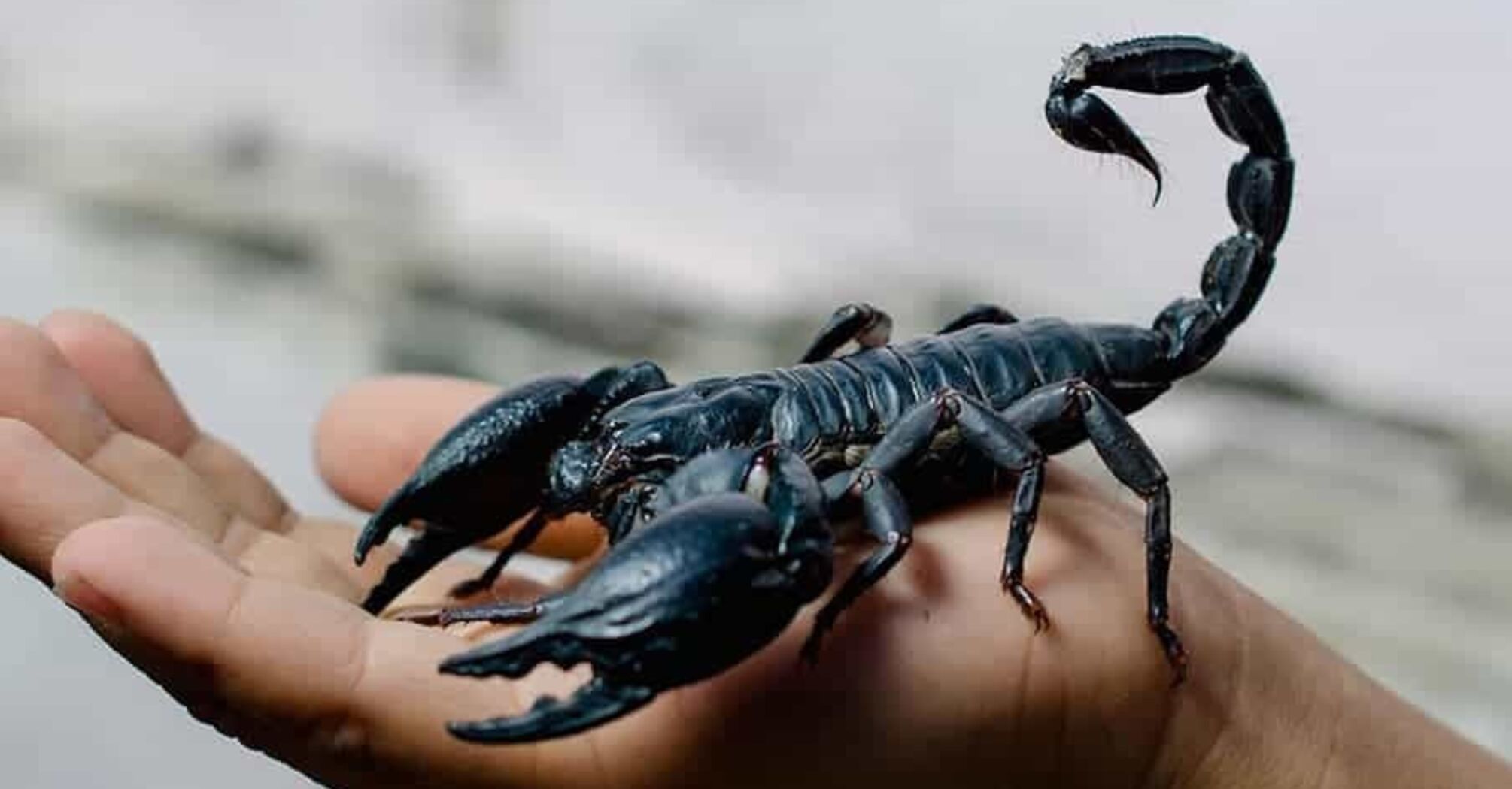 Why You Dream of a Scorpion: Spiritual Interpretations