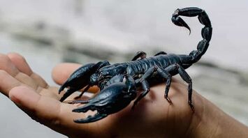 Why You Dream of a Scorpion: Spiritual Interpretations