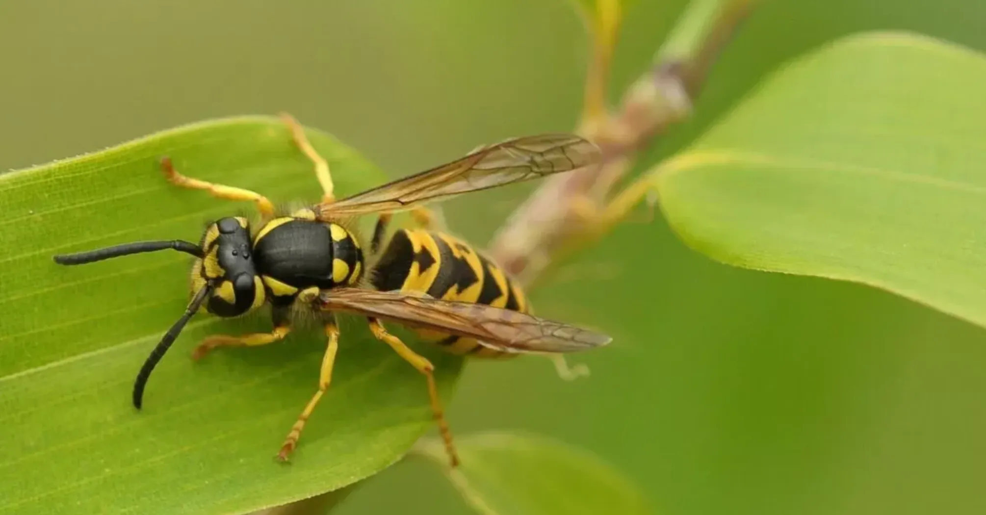 What Does It Mean to Dream About Wasps? 