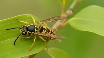 What Does It Mean to Dream About Wasps?