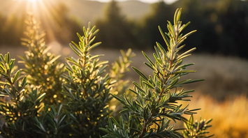 Spiritual Meanings of Rosemary