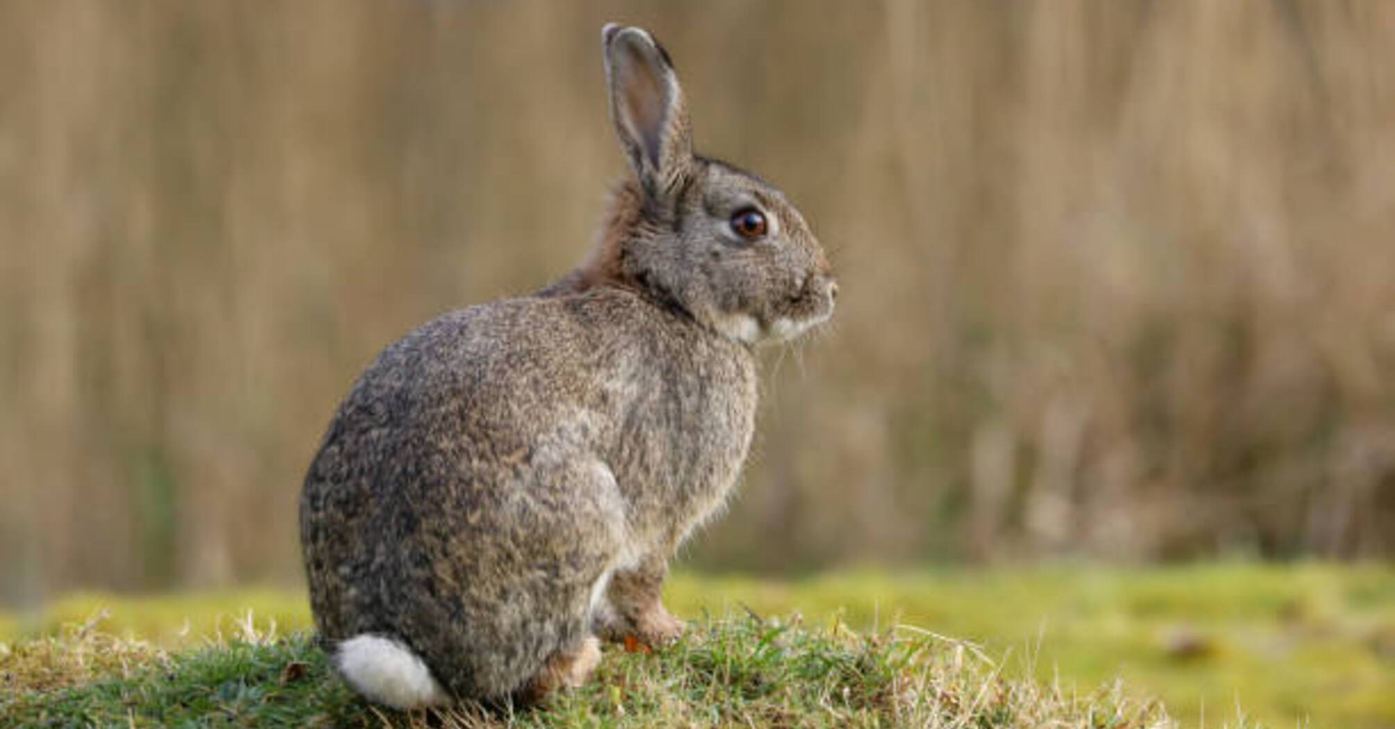 Rabbit Crossing Your Path: How to Interpret the Encounter