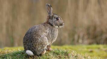 Rabbit Crossing Your Path: How to Interpret the Encounter