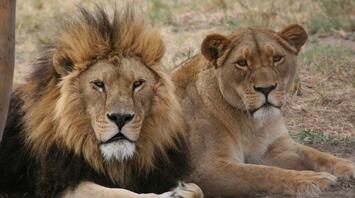 6 Spiritual Meanings of Lion