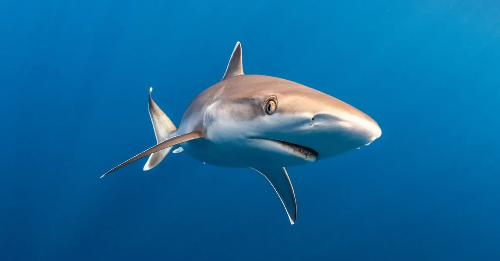 18 Dreams About Sharks & Their Meanings