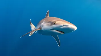 18 Dreams About Sharks & Their Meanings