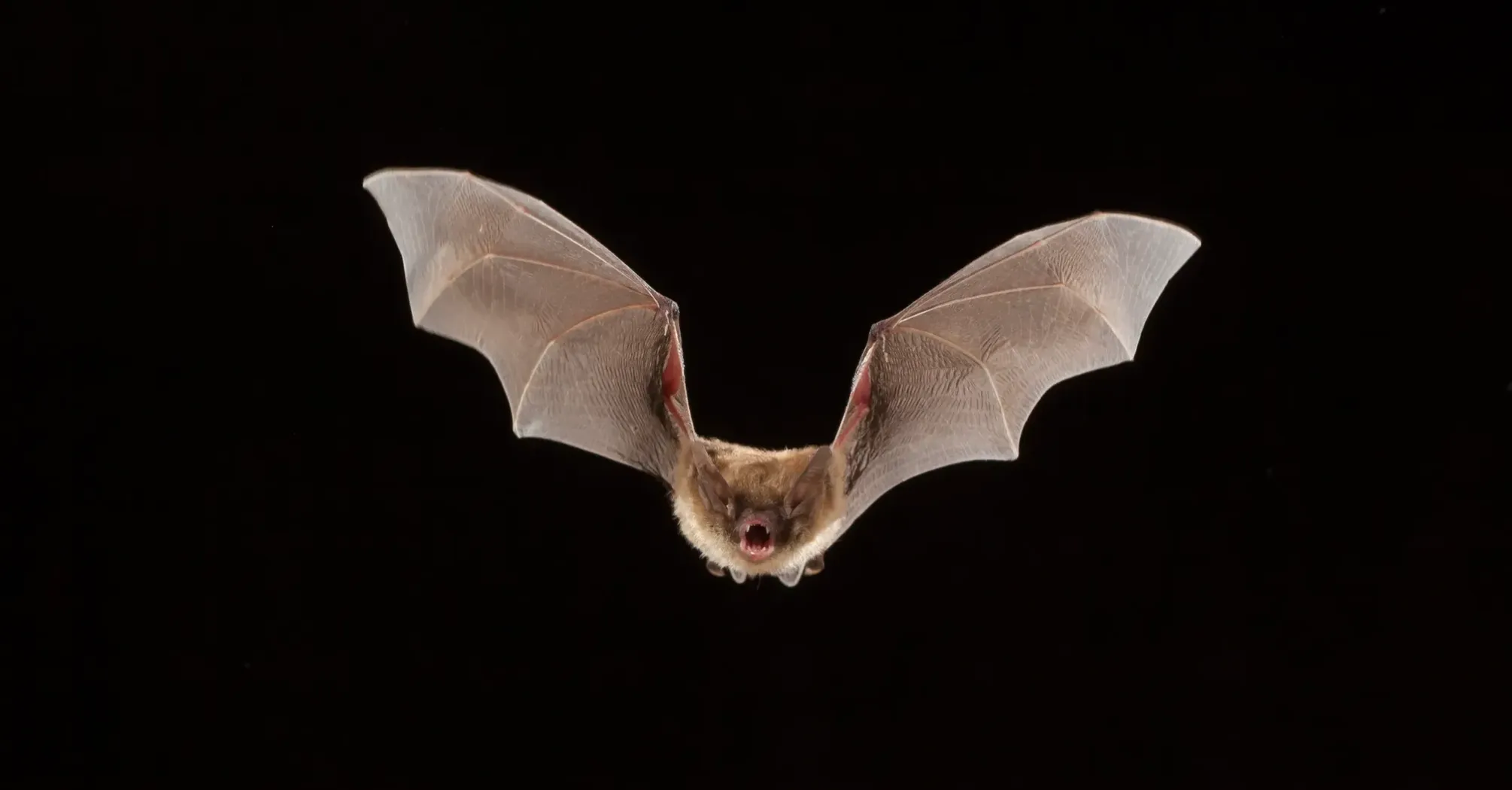 What Do Dreams About Bats Mean?