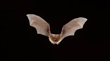 What Do Dreams About Bats Mean?