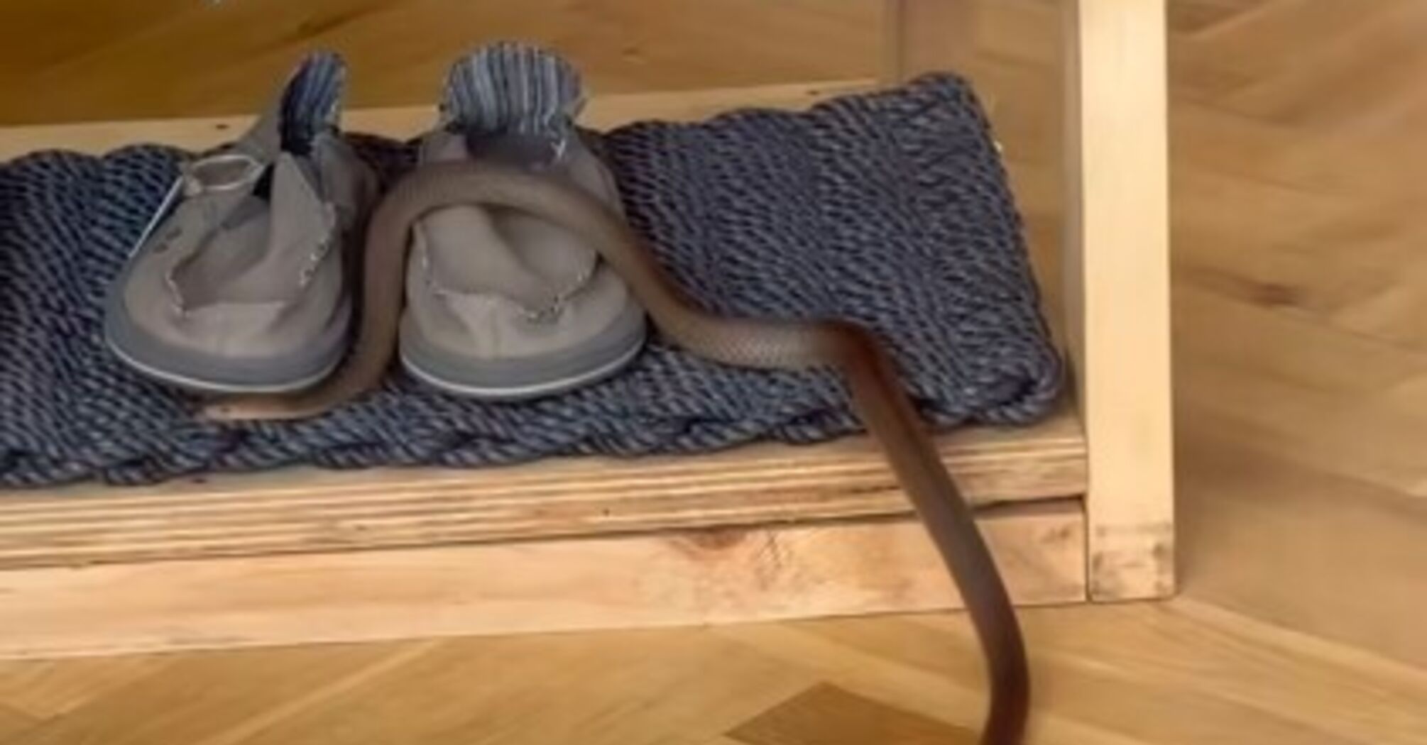 Highly Venomous Snake Discovered in Retail Store