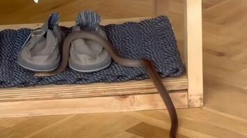 Highly Venomous Snake Discovered in Retail Store