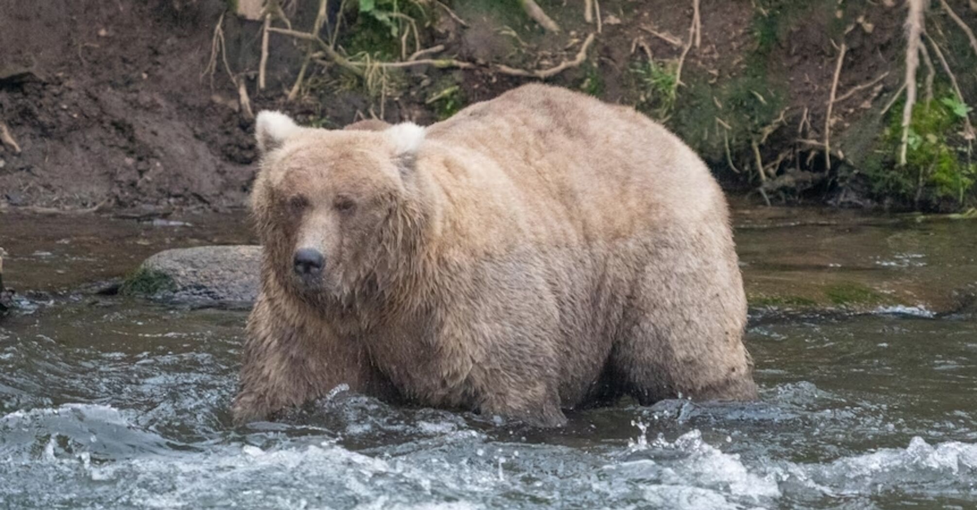 Fat Bear Week Begins at Katmai National Park, Alaska