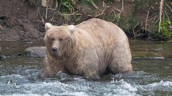 Fat Bear Week Begins at Katmai National Park, Alaska