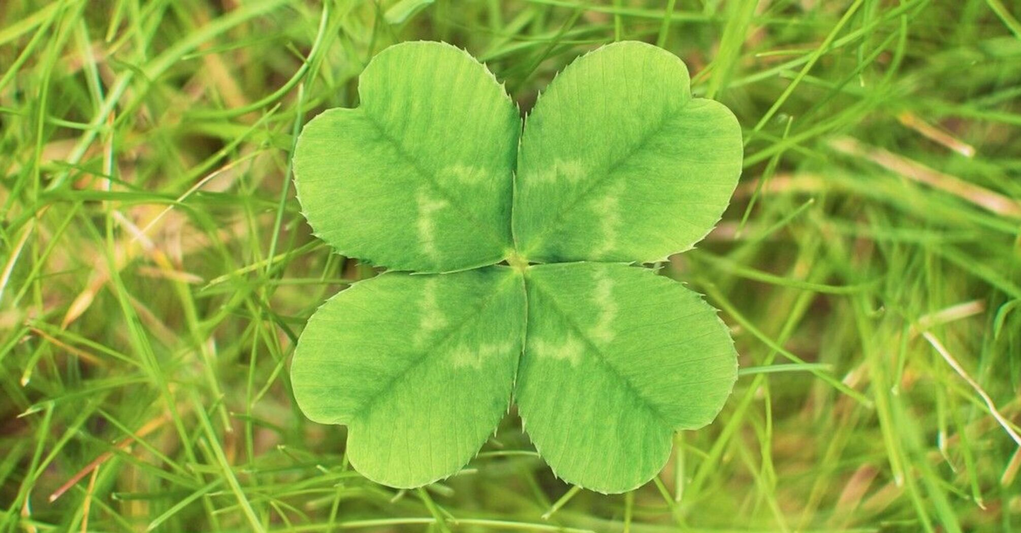 Spiritual Meanings of Four-Leaf Clover