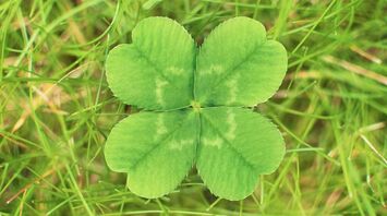 Spiritual Meanings of Four-Leaf Clover