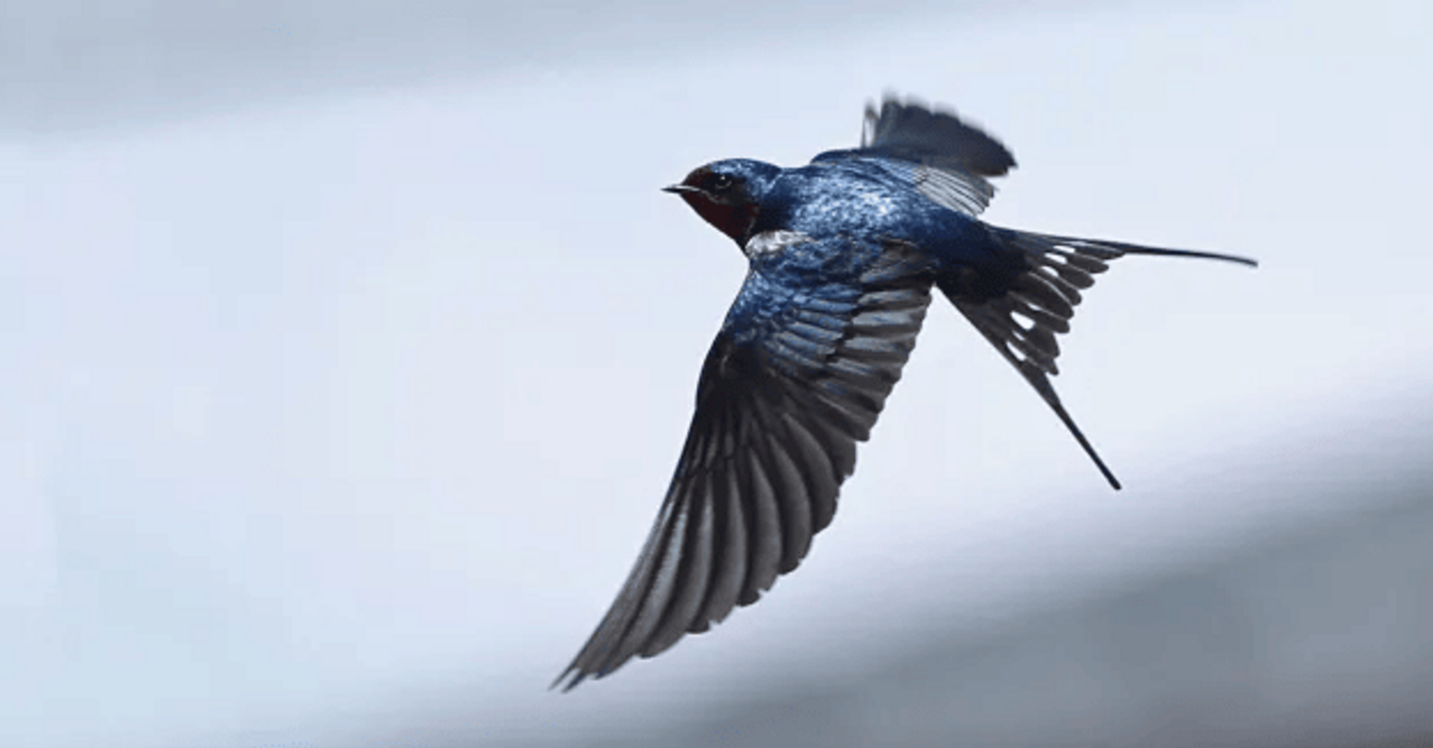 Swallow Spirit Animal: Uncovering the Symbolism